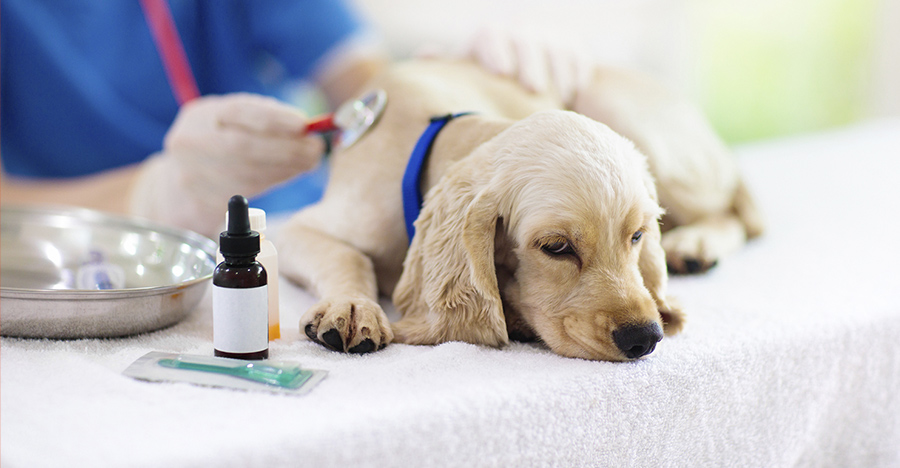 九州 沖縄 動物 専門学校 人気ランキング 22年度最新版 みんなの専門学校情報